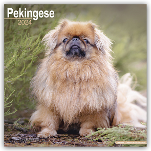 Pekingese – Pekinesen 2024 – 16-Monatskalender