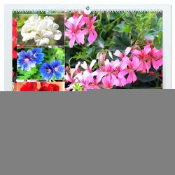 Pelargonien. Die Klassiker unter den Blühwundern (hochwertiger Premium Wandkalender 2024 DIN A2 quer), Kunstdruck in Hochglanz von Hurley,  Rose