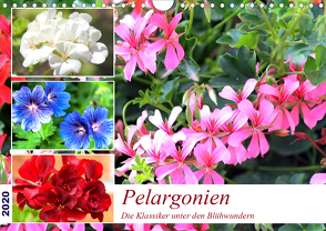 Pelargonien. Die Klassiker unter den Blühwundern (Wandkalender 2020 DIN A4 quer) von Hurley,  Rose