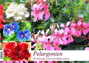 Pelargonien. Die Klassiker unter den Blühwundern (Wandkalender 2022 DIN A2 quer) von Hurley,  Rose