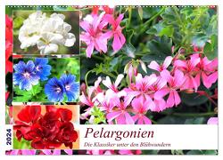 Pelargonien. Die Klassiker unter den Blühwundern (Wandkalender 2024 DIN A2 quer), CALVENDO Monatskalender von Hurley,  Rose