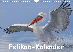 Pelikan-Kalender (Wandkalender 2023 DIN A4 quer) von Wolf,  Gerald
