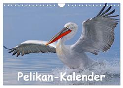 Pelikan-Kalender (Wandkalender 2024 DIN A4 quer), CALVENDO Monatskalender von Wolf,  Gerald