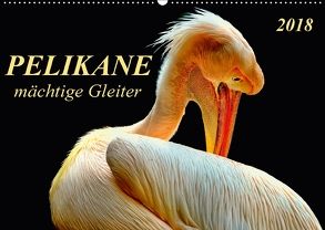 Pelikane – mächtige Gleiter (Wandkalender 2018 DIN A2 quer) von Roder,  Peter