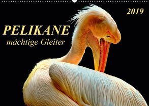 Pelikane – mächtige Gleiter (Wandkalender 2019 DIN A2 quer) von Roder,  Peter