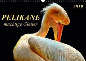 Pelikane – mächtige Gleiter (Wandkalender 2019 DIN A3 quer) von Roder,  Peter