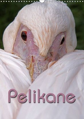 Pelikane (Wandkalender 2018 DIN A3 hoch) von Berg,  Martina