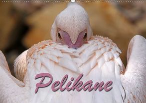 Pelikane (Wandkalender 2019 DIN A2 quer) von Berg,  Martina