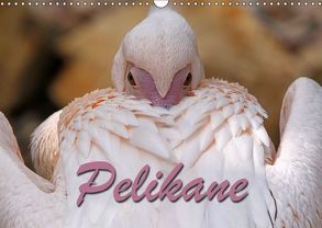 Pelikane (Wandkalender 2019 DIN A3 quer) von Berg,  Martina
