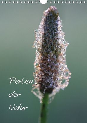 Perlen der Natur (Wandkalender 2018 DIN A4 hoch) von Nitzold-Briele,  Gudrun