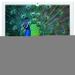 Pfaue. Prächtig und schillernd (hochwertiger Premium Wandkalender 2024 DIN A2 quer), Kunstdruck in Hochglanz von Stanzer,  Elisabeth