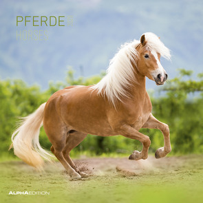 Pferde 2020 – Horses – Wandkalender – Broschürenkalender (30 x 60 geöffnet) – Tierkalender – Wandplaner von ALPHA EDITION