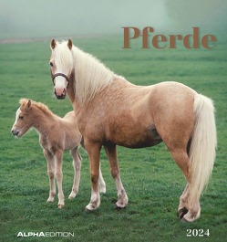 Pferde 2024 – Postkartenkalender 16×17 cm – Horses – zum Aufstellen oder Aufhängen – Monatskalendarium – Gadget – Mitbringsel – Alpha Edition