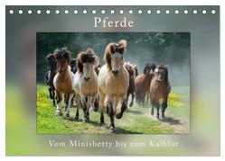 Pferde Vom Minishetty bis zum Kaltblut (Tischkalender 2024 DIN A5 quer), CALVENDO Monatskalender von Beuck,  Angelika