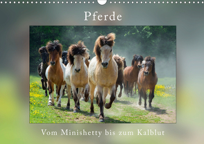 Pferde Vom Minishetty bis zum Kaltblut (Wandkalender 2021 DIN A3 quer) von Beuck,  Angelika