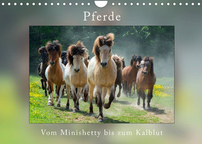 Pferde Vom Minishetty bis zum Kaltblut (Wandkalender 2023 DIN A4 quer) von Beuck,  Angelika