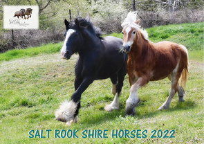 Pferdekalender 2022 von Waldow,  Michael, Wohlleben,  Sandy