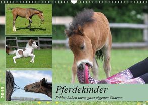 Pferdekinder – Fohlen haben ihren ganz eigenen Charme (Wandkalender 2019 DIN A3 quer) von Mielewczyk,  Barbara