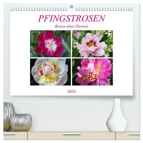 PFINGSTROSEN Rosen ohne Dornen (hochwertiger Premium Wandkalender 2024 DIN A2 quer), Kunstdruck in Hochglanz von Kruse,  Gisela