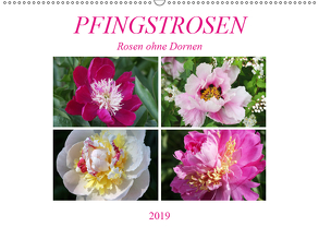 PFINGSTROSEN Rosen ohne Dornen (Wandkalender 2019 DIN A2 quer) von Kruse,  Gisela