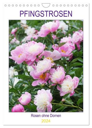 Pfingstrosen Rosen ohne Dornen (Wandkalender 2024 DIN A4 hoch), CALVENDO Monatskalender von Kruse,  Gisela
