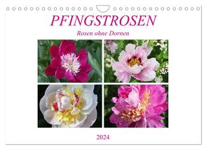 PFINGSTROSEN Rosen ohne Dornen (Wandkalender 2024 DIN A4 quer), CALVENDO Monatskalender von Kruse,  Gisela