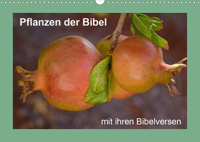 Pflanzen der Bibel (Wandkalender 2020 DIN A3 quer) von Vorndran,  Hans-Georg