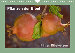 Pflanzen der Bibel (Wandkalender 2023 DIN A4 quer) von Vorndran,  Hans-Georg