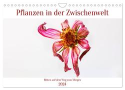 Pflanzen in der Zwischenwelt (Wandkalender 2024 DIN A4 quer), CALVENDO Monatskalender von Stenner,  Clemens