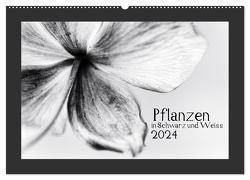 Pflanzen in Schwarz und Weiss / CH-Version (Wandkalender 2024 DIN A2 quer), CALVENDO Monatskalender von Karius,  Kirsten