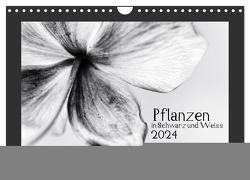 Pflanzen in Schwarz und Weiss / CH-Version (Wandkalender 2024 DIN A4 quer), CALVENDO Monatskalender von Karius,  Kirsten