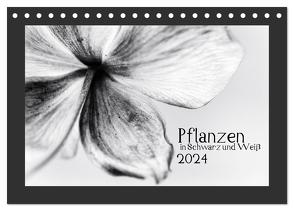 Pflanzen in Schwarz und Weiß (Tischkalender 2024 DIN A5 quer), CALVENDO Monatskalender von Karius,  Kirsten
