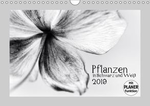 Pflanzen in Schwarz und Weiß (Wandkalender 2019 DIN A4 quer) von Karius,  Kirsten