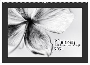 Pflanzen in Schwarz und Weiß (Wandkalender 2024 DIN A2 quer), CALVENDO Monatskalender von Karius,  Kirsten