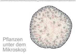 Pflanzen unter dem Mikroskop (Wandkalender 2018 DIN A2 quer) von Schreiter,  Martin