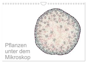 Pflanzen unter dem Mikroskop (Wandkalender 2024 DIN A4 quer), CALVENDO Monatskalender von Schreiter,  Martin