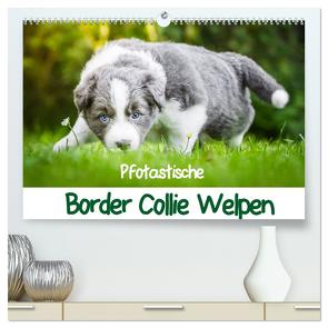 Pfotastische Border Collie Welpen (hochwertiger Premium Wandkalender 2024 DIN A2 quer), Kunstdruck in Hochglanz von Mayer,  Andrea