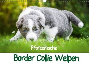 Pfotastische Border Collie Welpen (Wandkalender 2018 DIN A3 quer) von Mayer,  Andrea