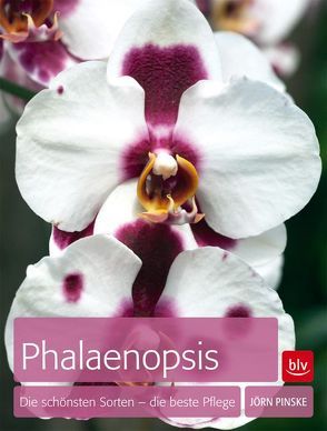 Phalaenopsis von Pinske,  Jörn