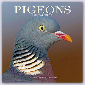 Pigeons – Tauben 2023 – 16-Monatskalender