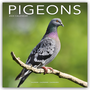 Pigeons – Tauben 2024 – 16-Monatskalender