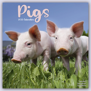 Pigs – Schweine 2023- 16-Monatskalender