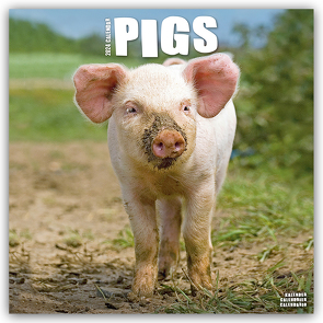 Pigs – Schweine 2024 – 16-Monatskalender