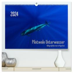 Pilotwale Unterwasser – Globicephala macrorhynchus (hochwertiger Premium Wandkalender 2024 DIN A2 quer), Kunstdruck in Hochglanz von Weber-Gebert,  Claudia