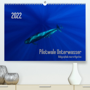 Pilotwale Unterwasser – Globicephala macrorhynchus (Premium, hochwertiger DIN A2 Wandkalender 2022, Kunstdruck in Hochglanz) von Weber-Gebert,  Claudia