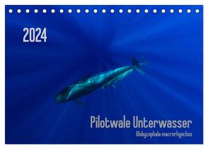 Pilotwale Unterwasser – Globicephala macrorhynchus (Tischkalender 2024 DIN A5 quer), CALVENDO Monatskalender von Weber-Gebert,  Claudia