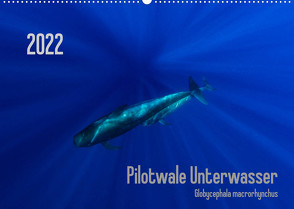 Pilotwale Unterwasser – Globicephala macrorhynchus (Wandkalender 2022 DIN A2 quer) von Weber-Gebert,  Claudia