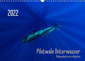 Pilotwale Unterwasser – Globicephala macrorhynchus (Wandkalender 2022 DIN A3 quer) von Weber-Gebert,  Claudia