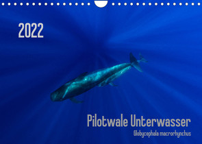 Pilotwale Unterwasser – Globicephala macrorhynchus (Wandkalender 2022 DIN A4 quer) von Weber-Gebert,  Claudia