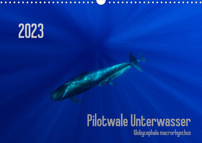 Pilotwale Unterwasser – Globicephala macrorhynchus (Wandkalender 2023 DIN A3 quer) von Weber-Gebert,  Claudia